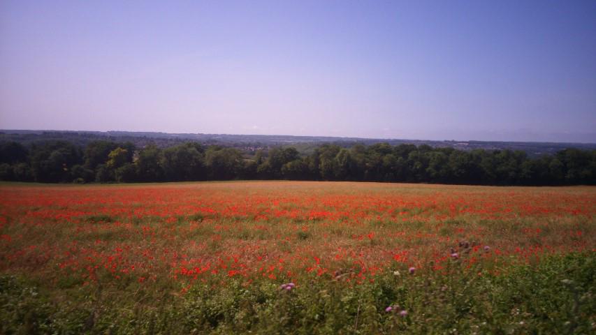 UPL_1Poppies